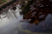 Aquatic plants, Mossèn Cinto Verdaguer garden Barcelona