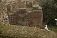 Ruinas en el foro romano