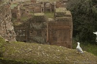 Roman forum ruins Roman forum ruins - Thumbnail