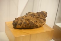 Mummy of a crocodile in the Egyptian Museum of Barcelona, Spain