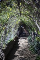 Tunnel de fleurs dans le jardin de la Maison-Musée Gaudí, à Parc Güell - Barcelone, Espagne