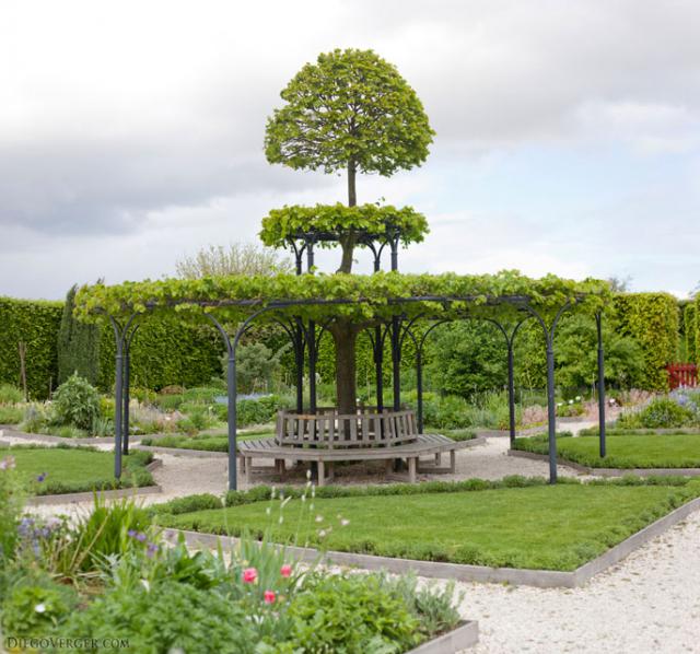 Central tree in the historic gardens of Muiden Castle - Muiden, Netherlands