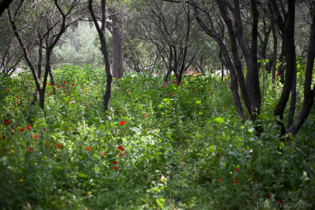 Amapolas silvestres en una ladera de la colina de la Acrópolis - Atenas, Grecia