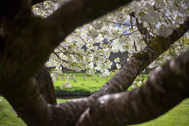 Ciliegio - Blarney, Irlanda