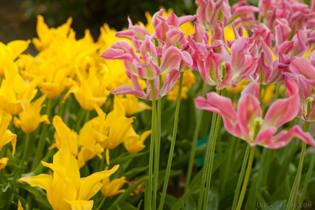 Tulipano viridiflora Virichic - Lisse, Paesi Bassi