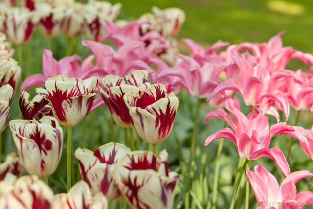 Tulipani bicolore bianco-rosso e tulipani rosa - Lisse, Paesi Bassi