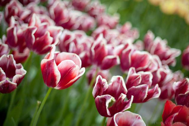 Tulipano Lac van Rijn - Lisse, Paesi Bassi
