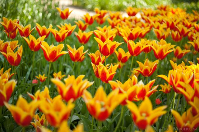Tulipani bicolore giallo-rosso - Lisse, Paesi Bassi