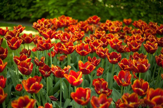 Tulipani rosso-arancione con bordi gialli - Lisse, Paesi Bassi