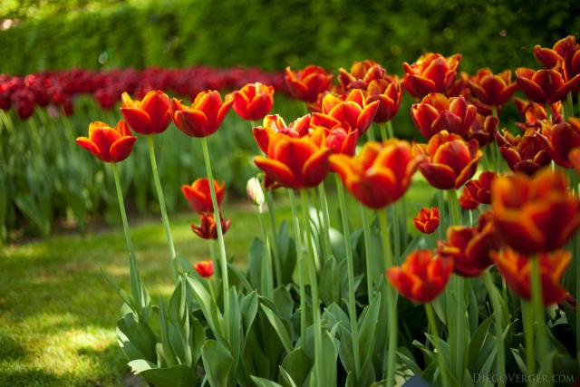 Tulipani rossi con bordi dorati - Lisse, Paesi Bassi