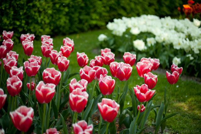 Tulipa Leen van der Mark - Lisse, Paesi Bassi