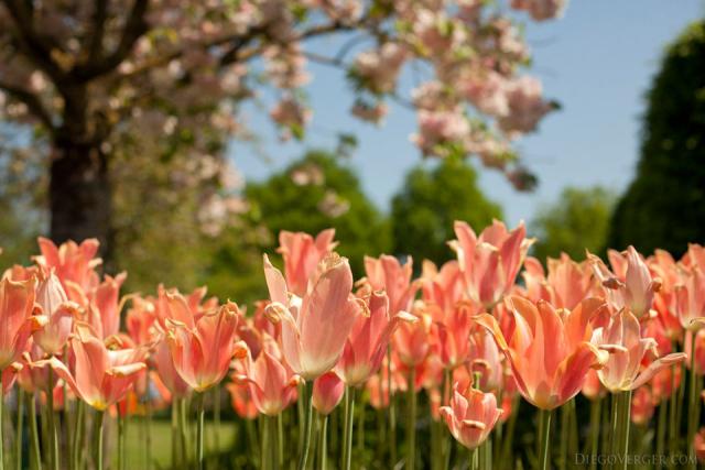 Tulipanes rosados - Lisse, Países Bajos