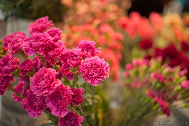 Garofani rosa scuri nel padiglione Oranje Nassau - Lisse, Paesi Bassi