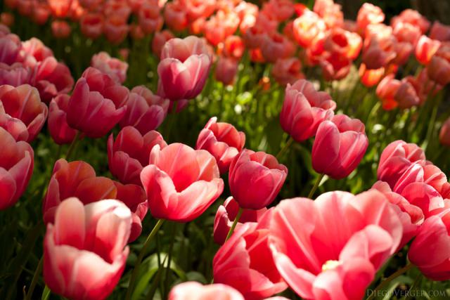 Dark pink tulips with pale borders - Lisse, Netherlands