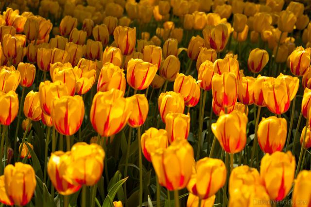 Tulipani Rembrandt gialli con strisce rosse - Lisse, Paesi Bassi