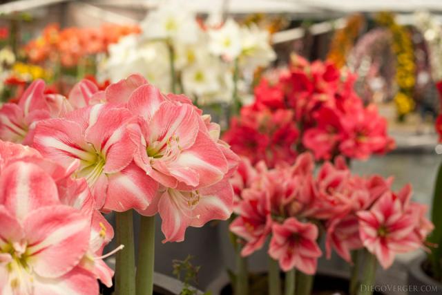 Multicolored Amaryllis - Lisse, Netherlands