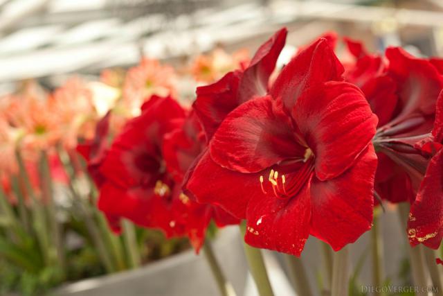 Amaryllis Grand Diva - Lisse, Netherlands