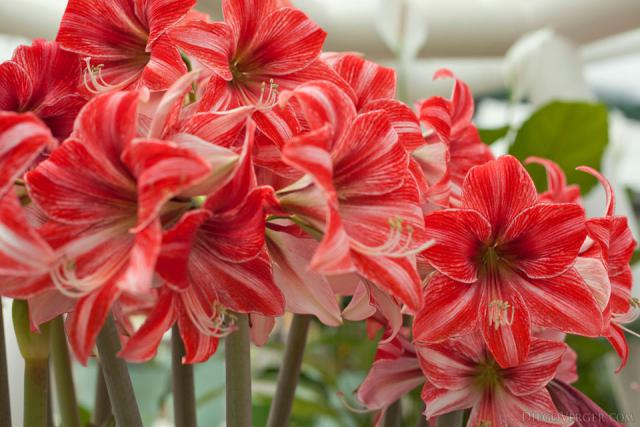 Bicolor amaryllis or Hippeastrum - Lisse, Netherlands