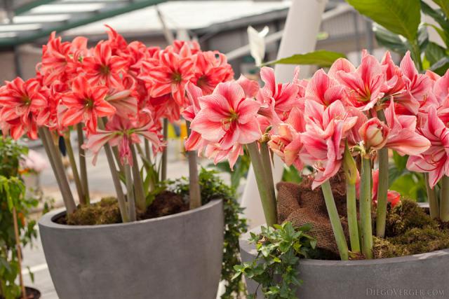 Amaryllis Gervase - Lisse, Netherlands