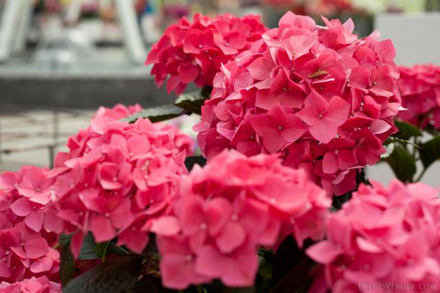 Dark pink hydrangeas - Lisse, Netherlands