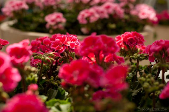 Detail of dark pink flowers - Lisse, Netherlands