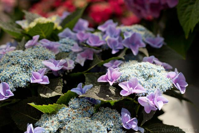 Lilac Hydrangeas flowers and buds - Lisse, Netherlands