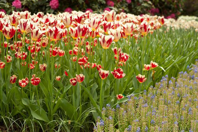 Tulipani bicolore bianco-rosso accanto a Muscari armeniacum - Lisse, Paesi Bassi