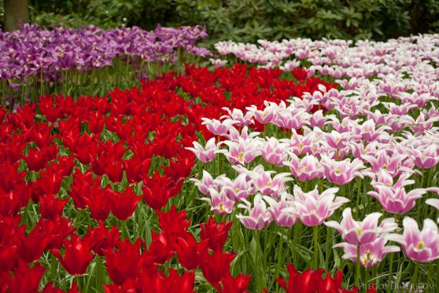 Tulipani rossi e tulipani fior di giglio bicolore - Lisse, Paesi Bassi