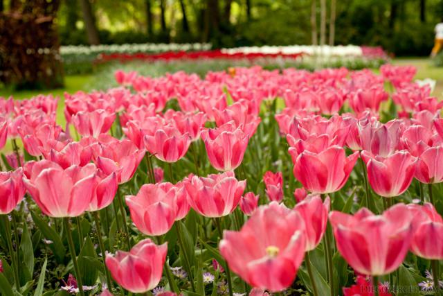 Tulipanes rosados simples - Lisse, Países Bajos