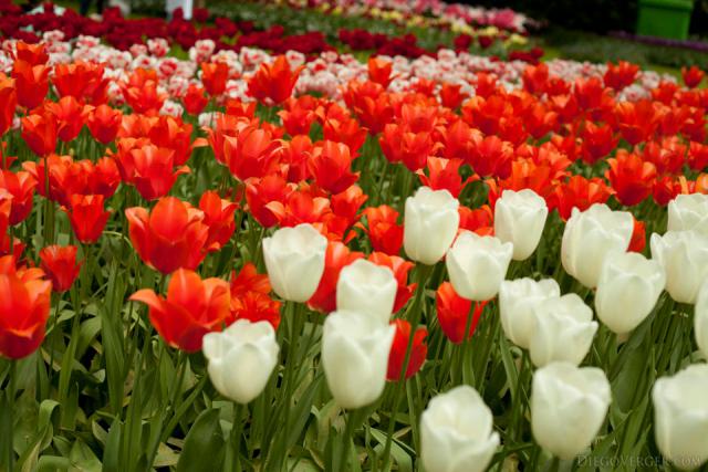 Tulipani arancioni e bianchi - Lisse, Paesi Bassi