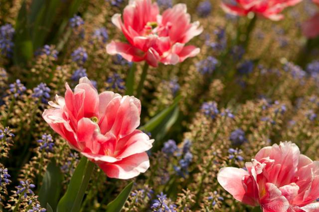 Tulipano doppio precoce Foxtrot - Lisse, Paesi Bassi