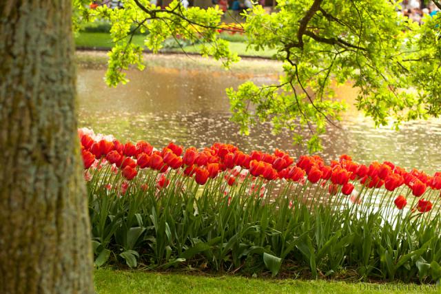 Aiuola di tulipani bicolore accanto al lago del parco - Lisse, Paesi Bassi