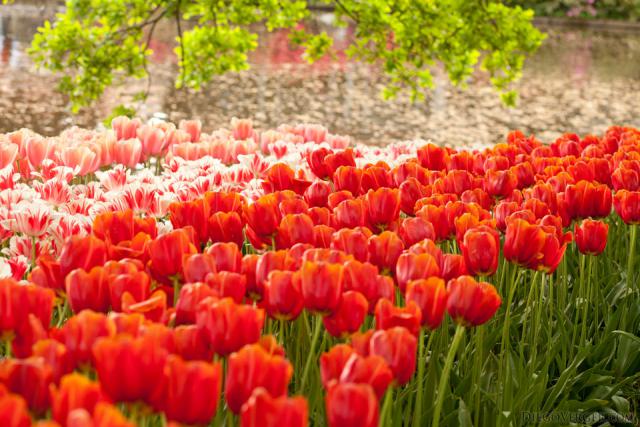 Tulipani arancioni, rosa e bicolore accanto al lago - Lisse, Paesi Bassi