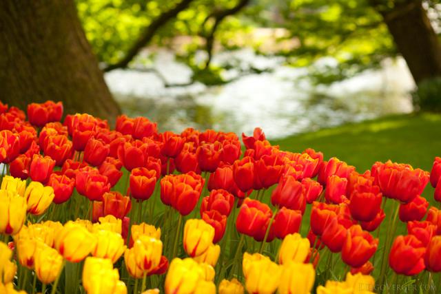 Tulipani arancioni e gialli accanto ad un canale a Keukenhof - Lisse, Paesi Bassi