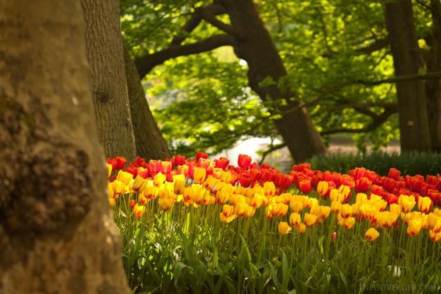 Tulipani bicolore ed alberi lungo il lago di Keukenhof - Lisse, Paesi Bassi
