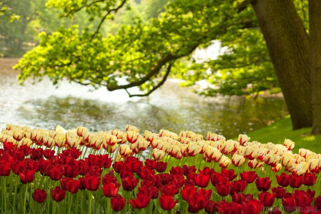 Tulipani rossi e bicolore accanto al lago di Keukenhof - Lisse, Paesi Bassi