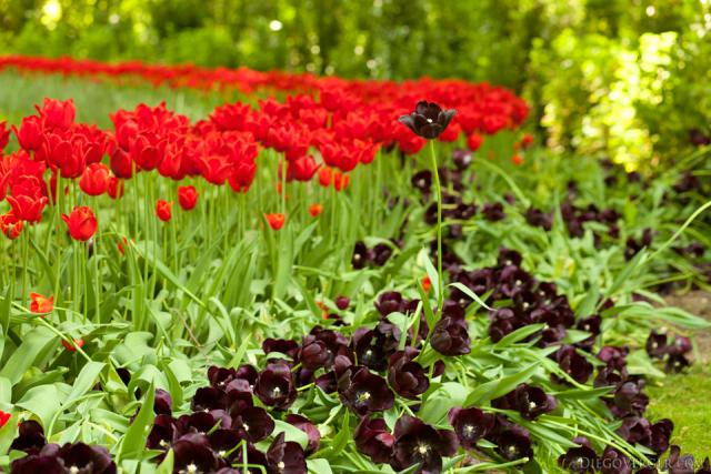 Tulipano Regina della Notte - Lisse, Paesi Bassi