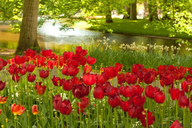 Tulipani rossi accanto al lago di Keukenhof - Lisse, Paesi Bassi