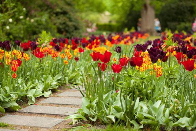 Un sentiero tra tulipani rossi, viola e bicolore a Keukenhof - Lisse, Paesi Bassi