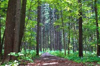 La parcelle des épinettes à l'Arboretum de Morton - Lisle, États Unis