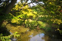 La rivière DuPage à travers Morton Arboretum - Lisle, États Unis