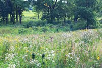 Cervi nel Arboreto di Morton - Lisle, Stati Uniti