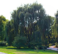 Weeping Willow - Lisle, United States