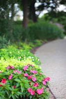 Pink flowers next to a path in the arboretum - Lisle, United States