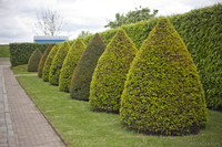 Poda ornamental - Muiden, Países Bajos