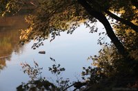 Alberi inclinati accanto al fiume DuPage - Naperville, Stati Uniti