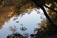 Arbres penchés à côté de la rivière DuPage - Naperville, États Unis