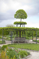 Árbol de los jardines históricos del castillo Muiderslot - Muiden, Países Bajos