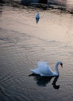 Swans on Lake Geneva - Geneva, Switzerland