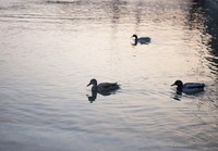 Anatre sul lago di Ginevra - Ginevra, Svizzera